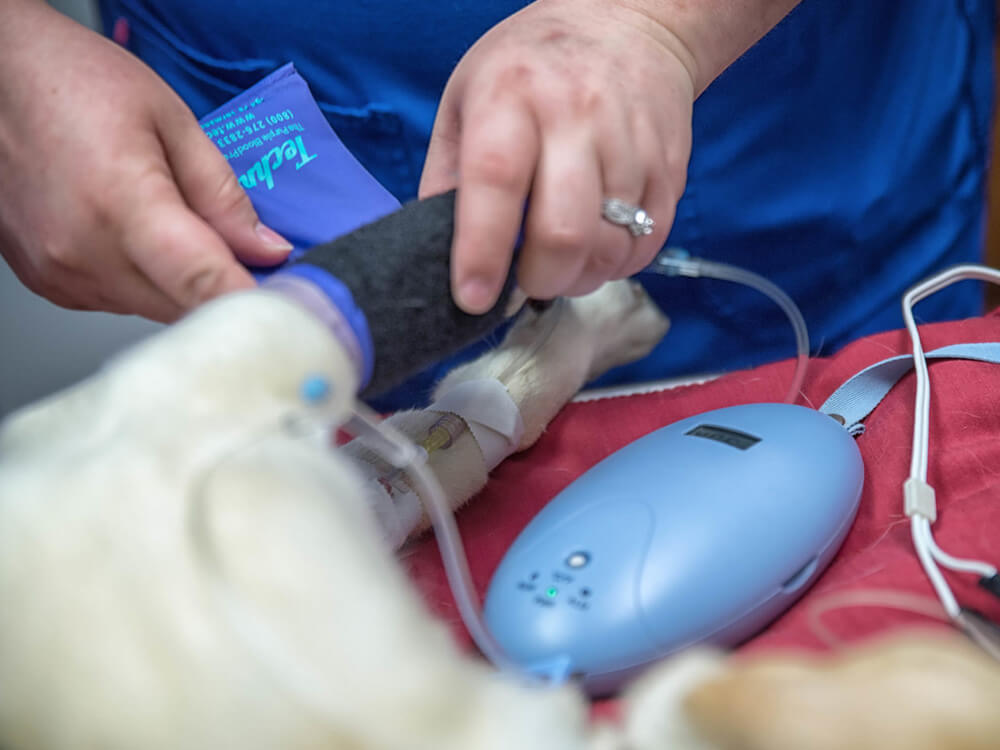 cat reaching up and to the right surrounded by paw and yarn doodles