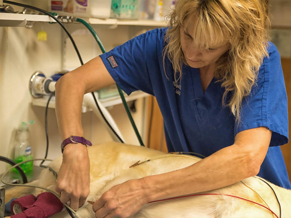 Our Story - About Us cat reaching up and to the right surrounded by paw and yarn doodles