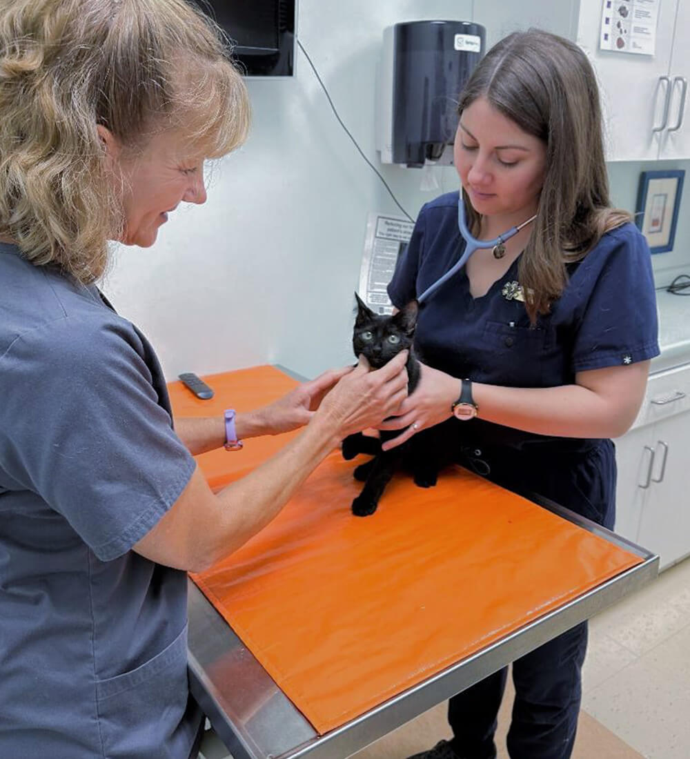 kitten wellness cat reaching up and to the right surrounded by paw and yarn doodles
