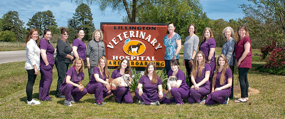 our-team cat reaching up and to the right surrounded by paw and yarn doodles