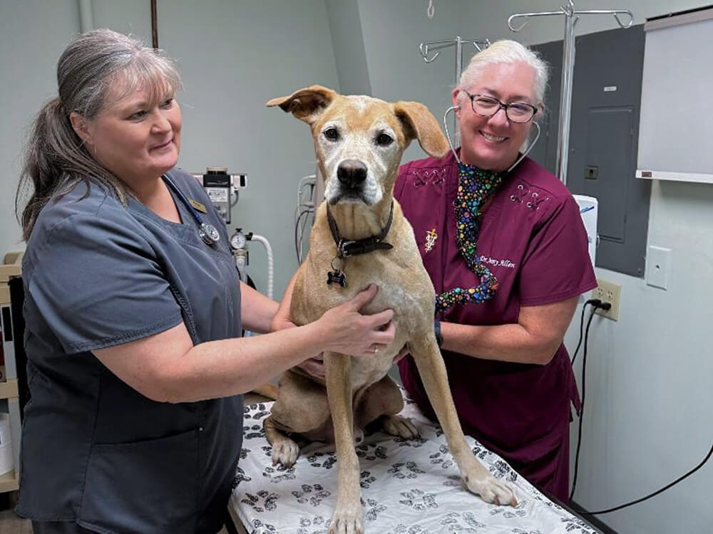who we are - img cat reaching up and to the right surrounded by paw and yarn doodles