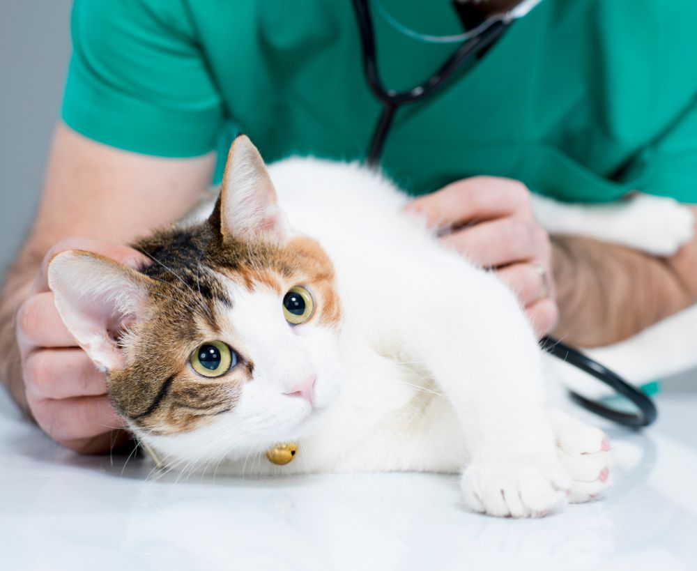 A calico cat with green eyes lies on a white surface while a person A calico cat with green eyes lies on a white surface while a person