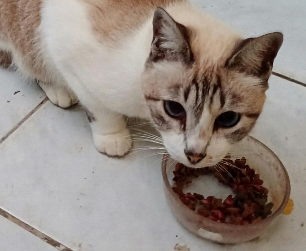 A cat with white and light brown fur is eating from a clear bowl of dry food on a tiled floor A cat with white and light brown fur is eating from a clear bowl of dry food on a tiled floor