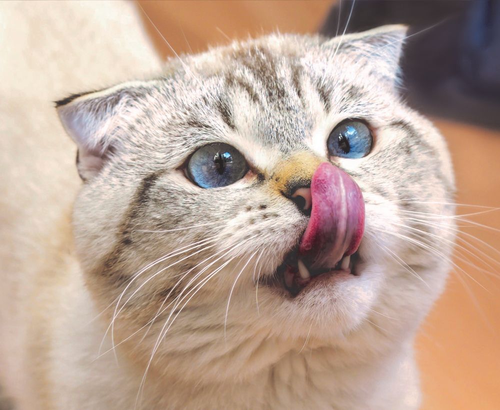 A close-up of a Scottish Fold cat