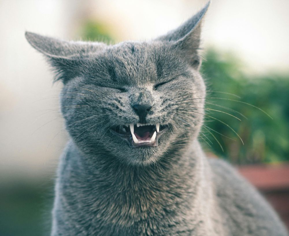 A close-up shot of a gray cat with its eyes A close-up shot of a gray cat with its eyes