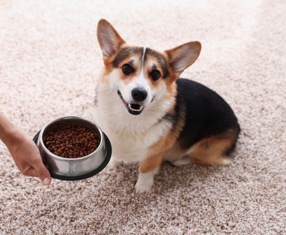 A corgi dog sits on a carpeted floor next to a metal bowl of kibble being held by a hand A corgi dog sits on a carpeted floor next to a metal bowl of kibble being held by a hand