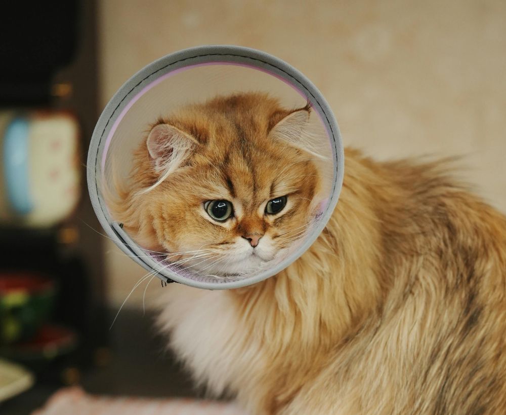 A fluffy ginger cat wearing a clear Elizabethan collar sit A fluffy ginger cat wearing a clear Elizabethan collar sit