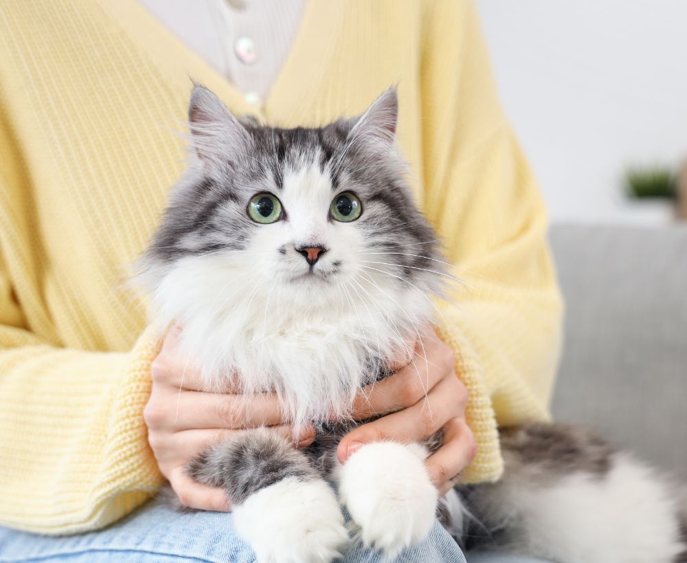 A fluffy grey and white cat with green eyes is being held by a person