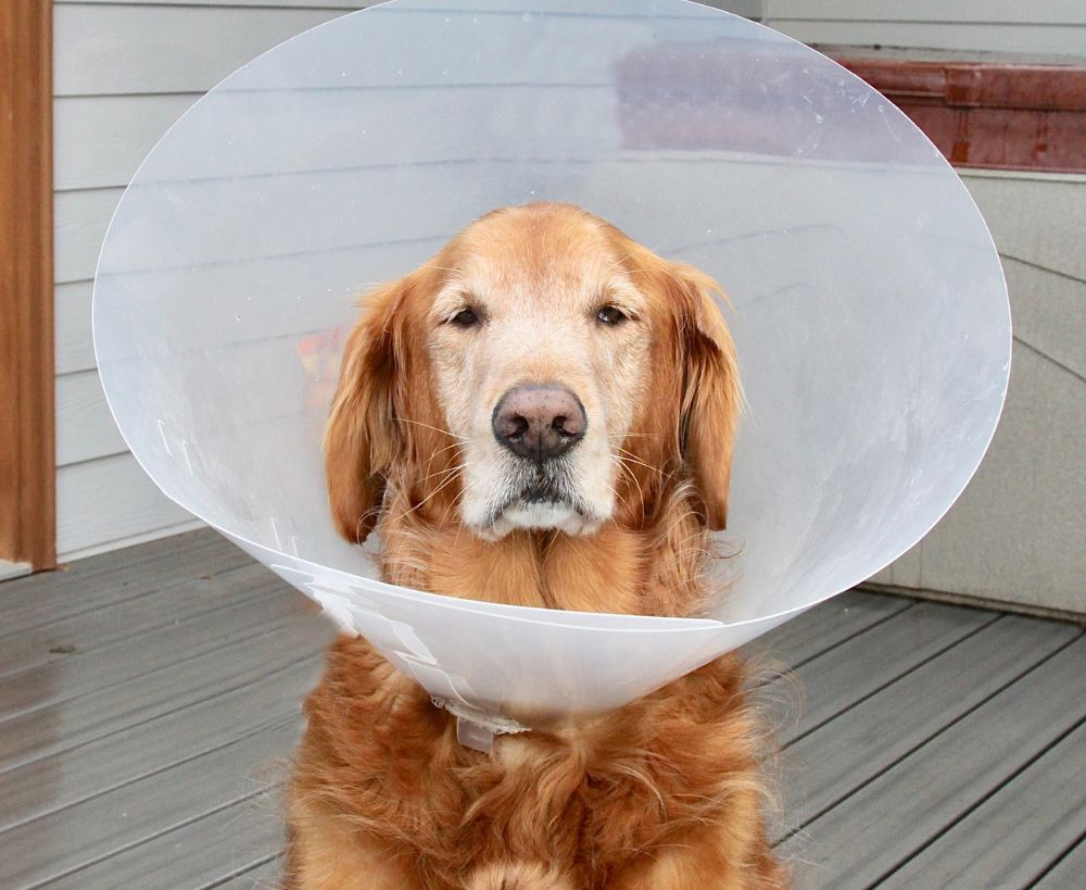 A golden retriever dog wears a clear plastic Elizabethan collar A golden retriever dog wears a clear plastic Elizabethan collar