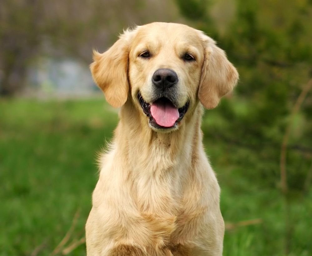 A golden retriever dog with its tongue out