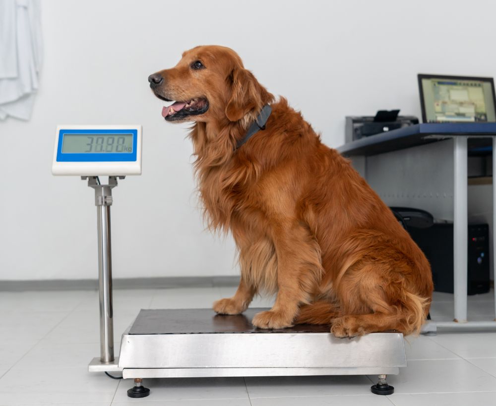 A golden retriever sits on a large scale with a digital display showing 30.80 A golden retriever sits on a large scale with a digital display showing 30.80