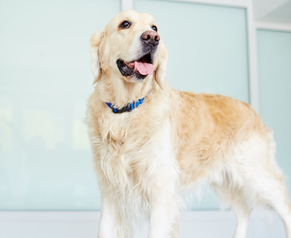 A golden retriever stands on a table