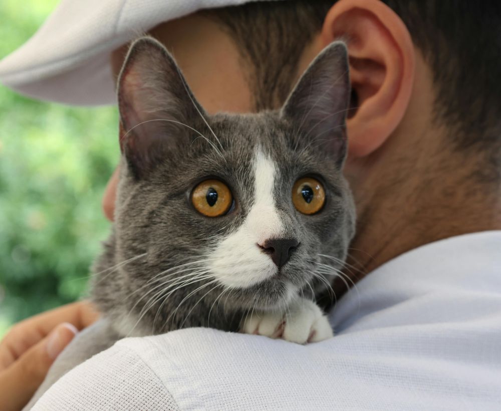 A gray and white cat with large, yellow eyes is held on someone's shoulder A gray and white cat with large, yellow eyes is held on someone's shoulder
