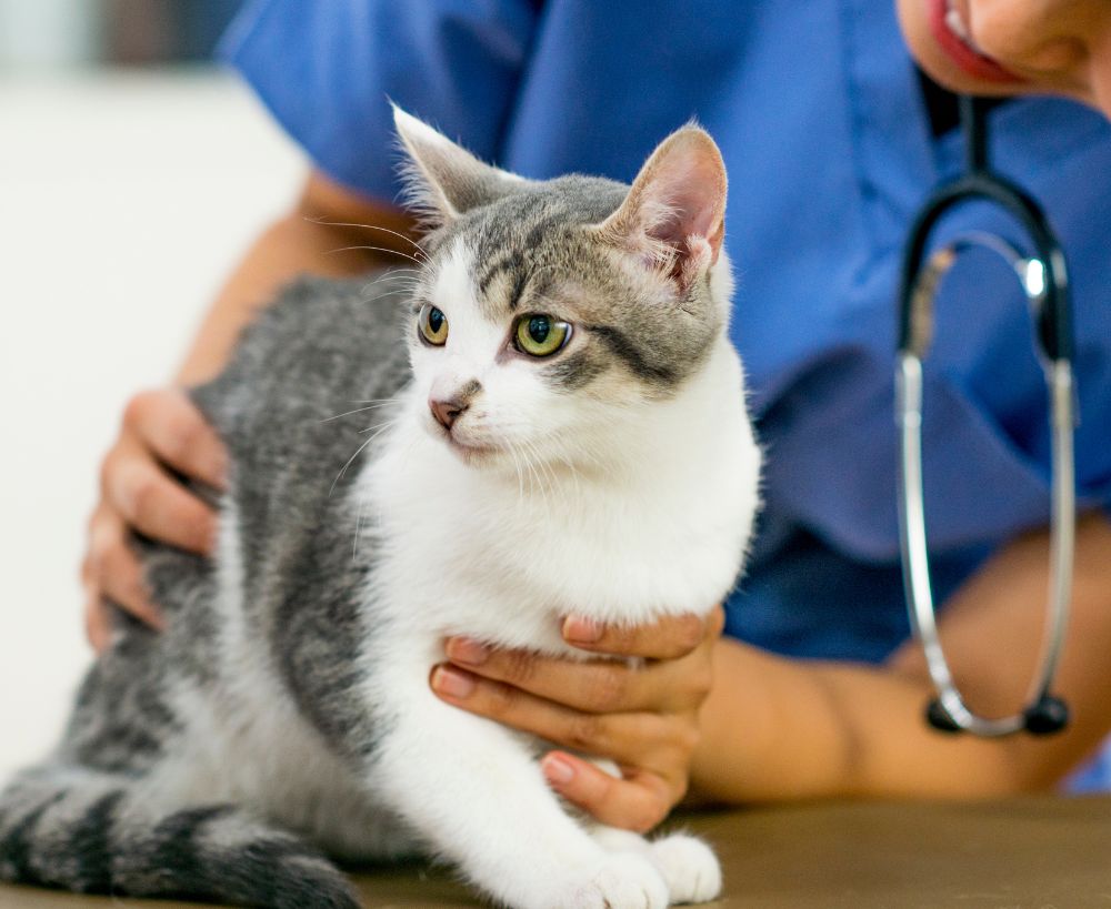 A grey and white cat is held by a person wearing stethoscope around A grey and white cat is held by a person wearing stethoscope around