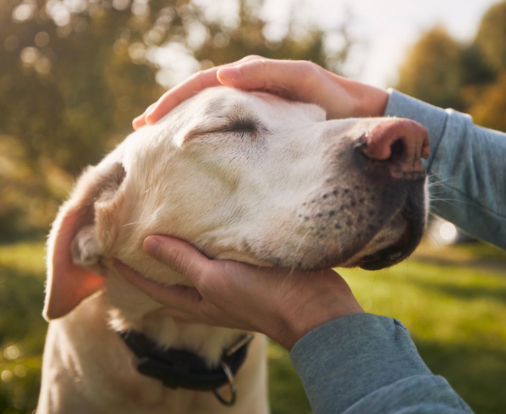 A person gently pets a light-colored dog with closed eyes outdoors A person gently pets a light-colored dog with closed eyes outdoors