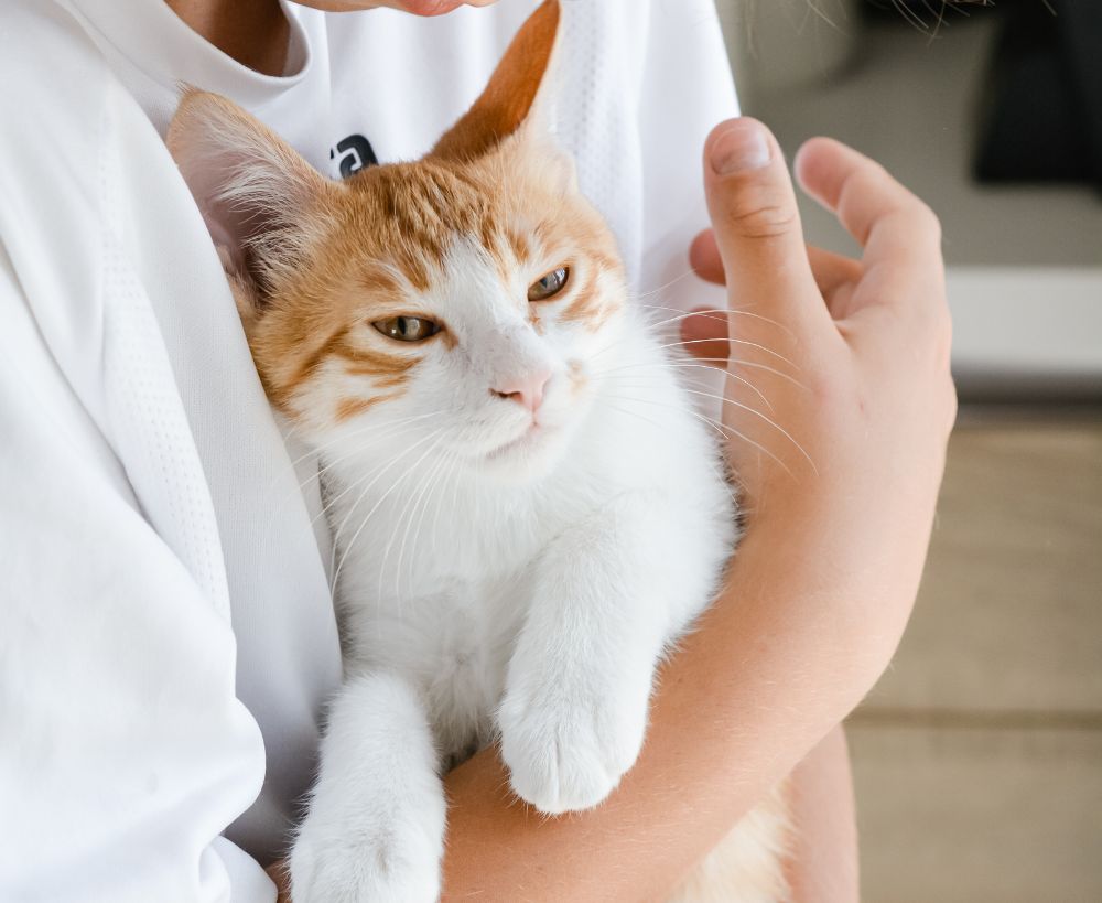 A person holding a white and orange cat with green eyes A person holding a white and orange cat with green eyes