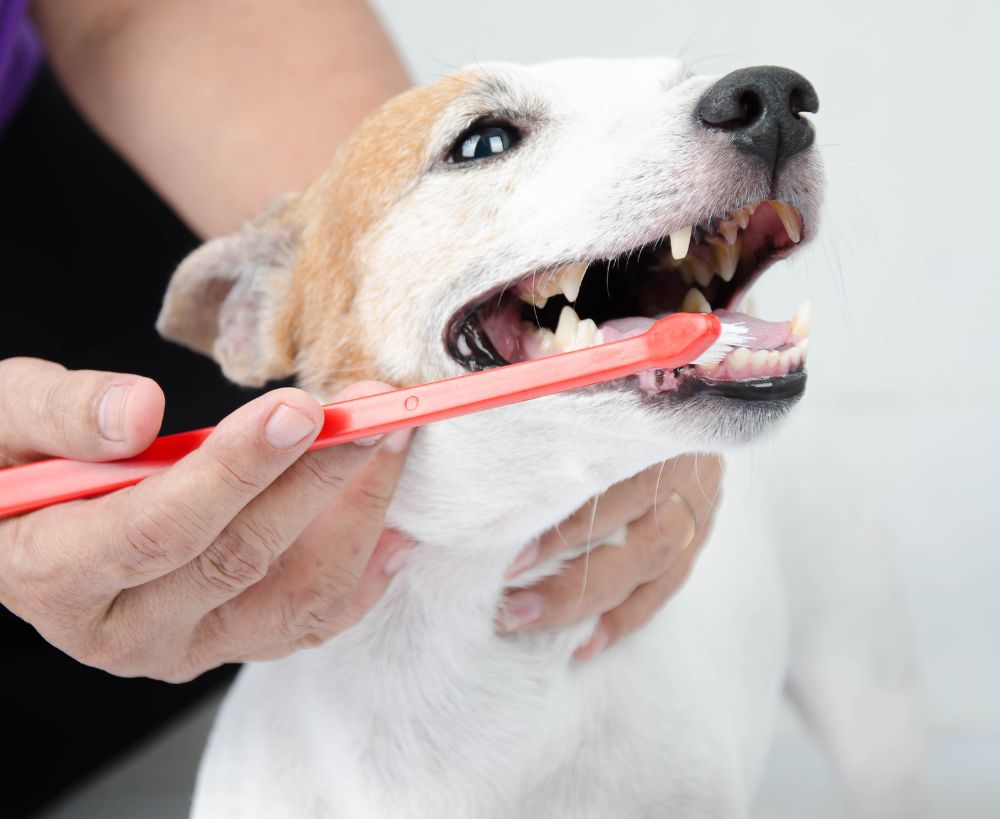 A person is brushing the teeth of a white and tan dog with a red toothbrush