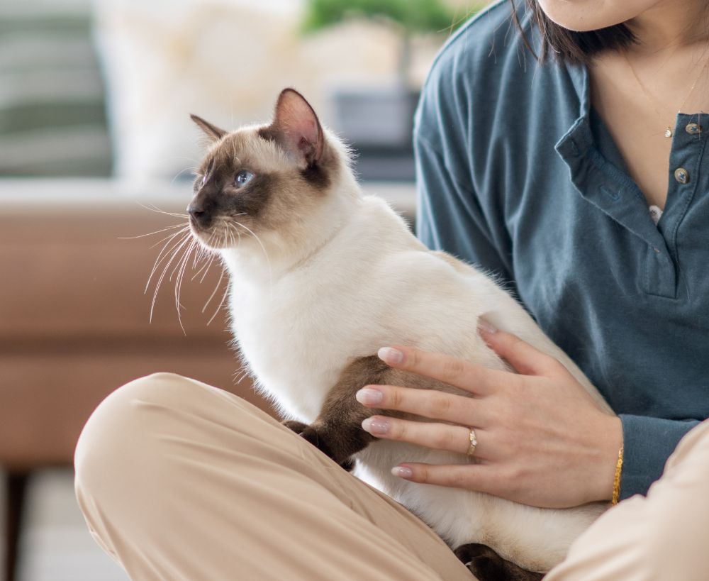 A person sitting cross-legged on a rug, holding a Siamese cat A person sitting cross-legged on a rug, holding a Siamese cat