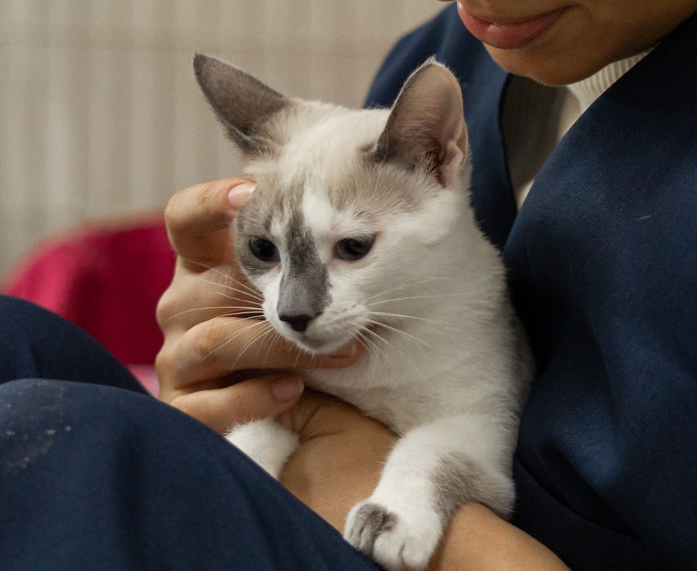 A person wearing glasses holds a white and gray cat with blue clothing