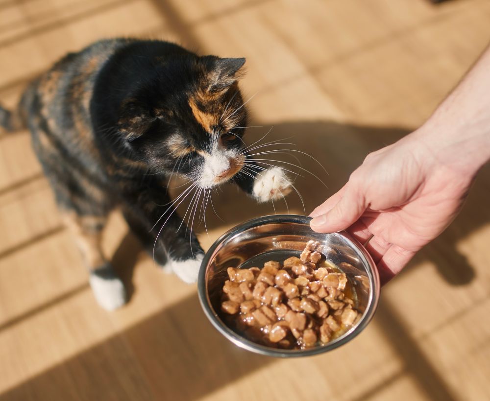 A person's hand holds a bowl of cat food while a calico cat reaches for it A person's hand holds a bowl of cat food while a calico cat reaches for it