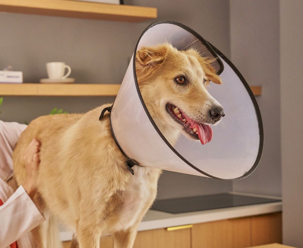 A veterinarian examines a dog wearing an Elizabethan collar in a clinic setting