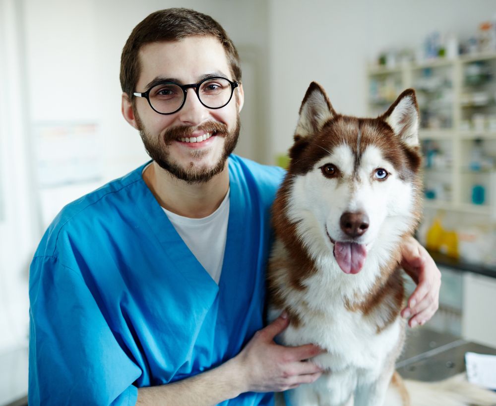 A veterinarian in blue scrubs and glasses holds a Siberian Husky A veterinarian in blue scrubs and glasses holds a Siberian Husky
