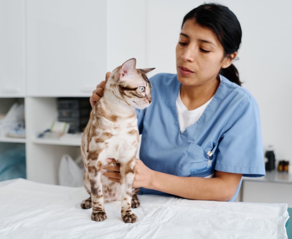 A veterinarian in blue scrubs gently pets a spotted cat sitting on an examination A veterinarian in blue scrubs gently pets a spotted cat sitting on an examination