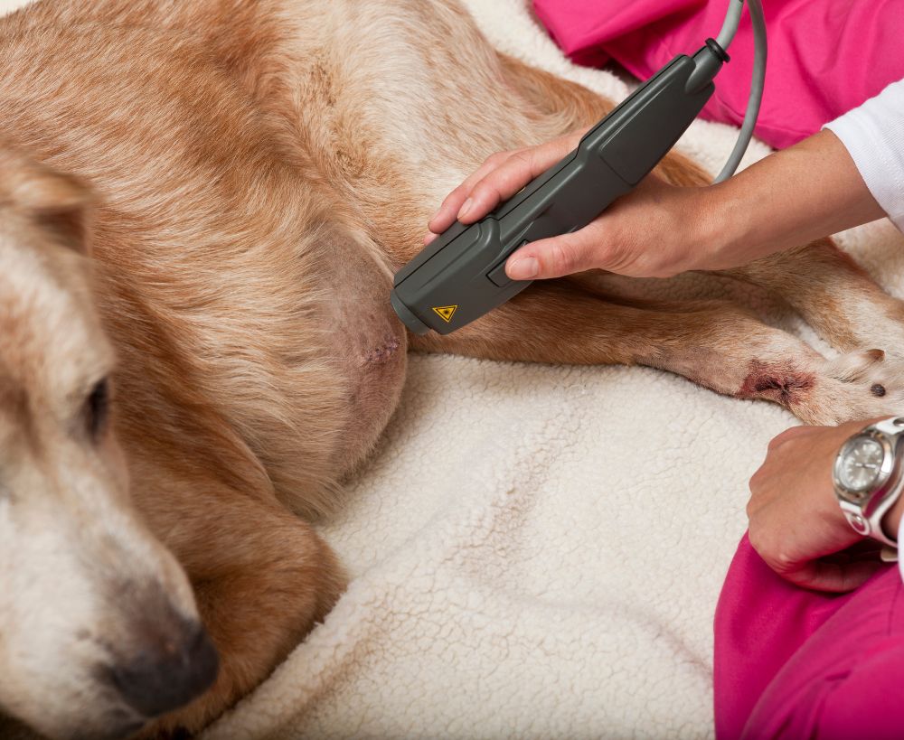 A veterinarian uses a laser therapy device on a dog's leg A veterinarian uses a laser therapy device on a dog's leg