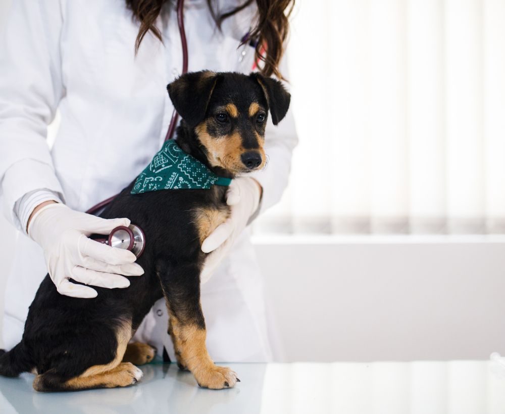 A veterinarian wearing gloves and a stethoscope examines A veterinarian wearing gloves and a stethoscope examines