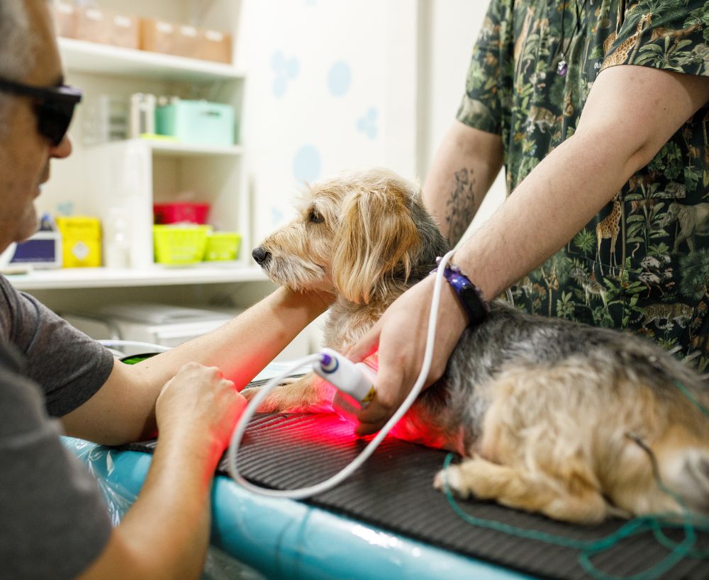 A veterinarian wearing sunglasses uses a laser therapy