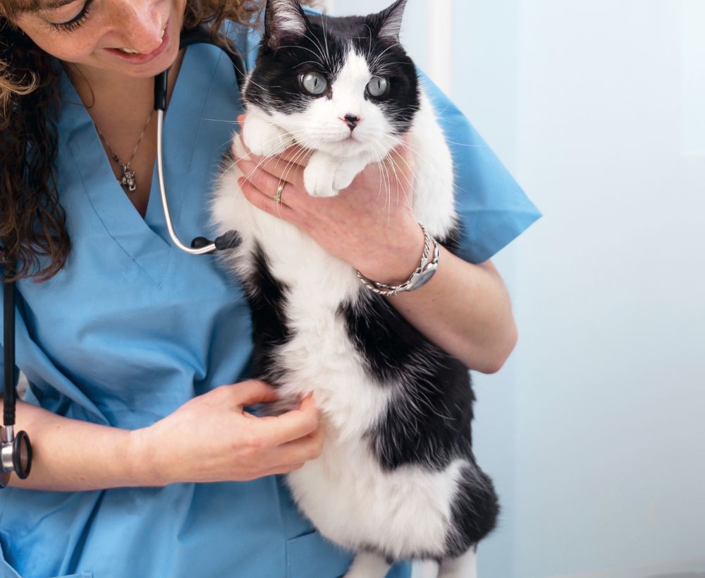 A veterinary professional with dog stethoscope examination room A veterinary professional with dog stethoscope examination room