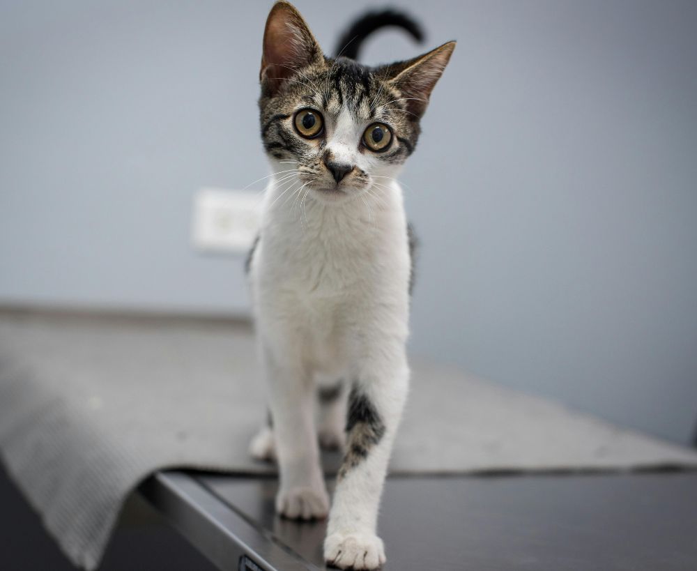 A young tabby and white kitten stands on a dark surface, looking directly at the camera with wide, alert eyes A young tabby and white kitten stands on a dark surface, looking directly at the camera with wide, alert eyes