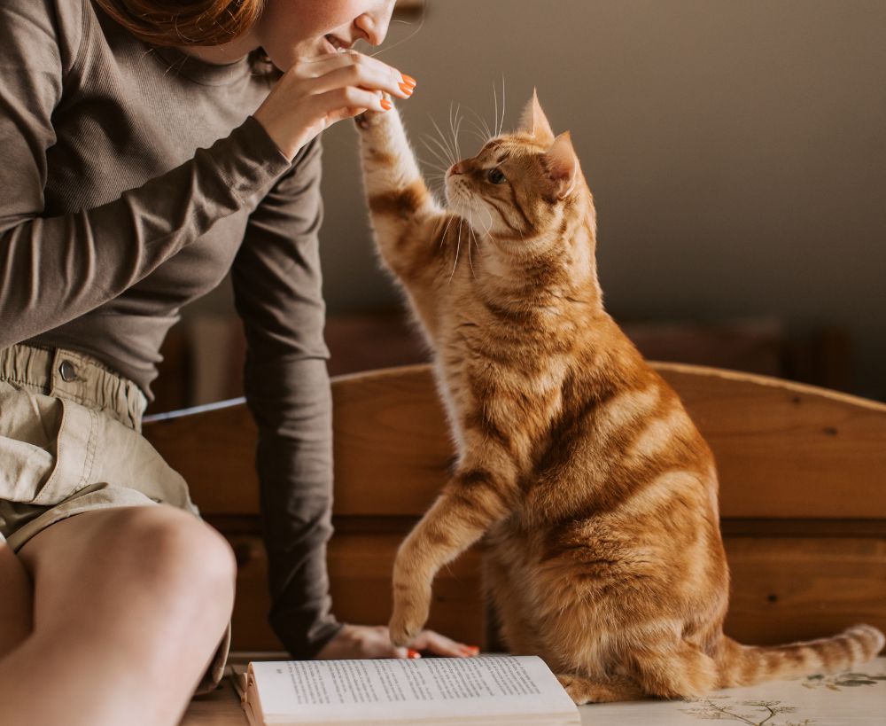 An orange tabby cat high-fives a person sitting next to an open book An orange tabby cat high-fives a person sitting next to an open book