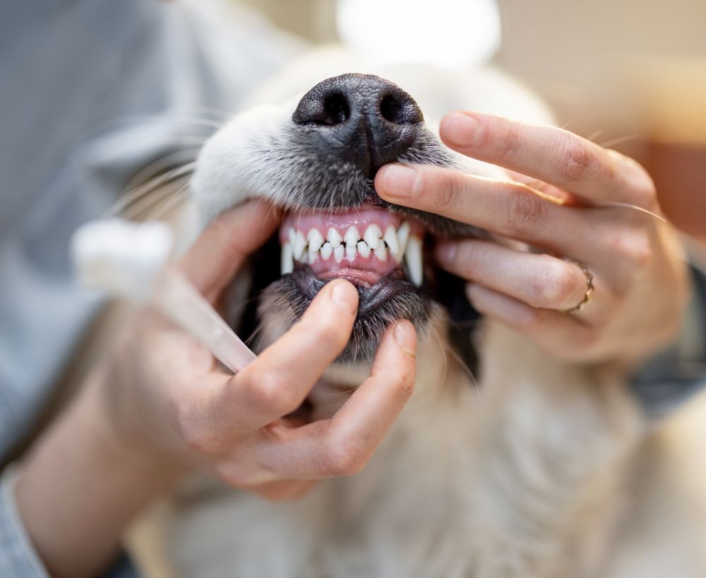 dog's mouth to examine dog's mouth to examine