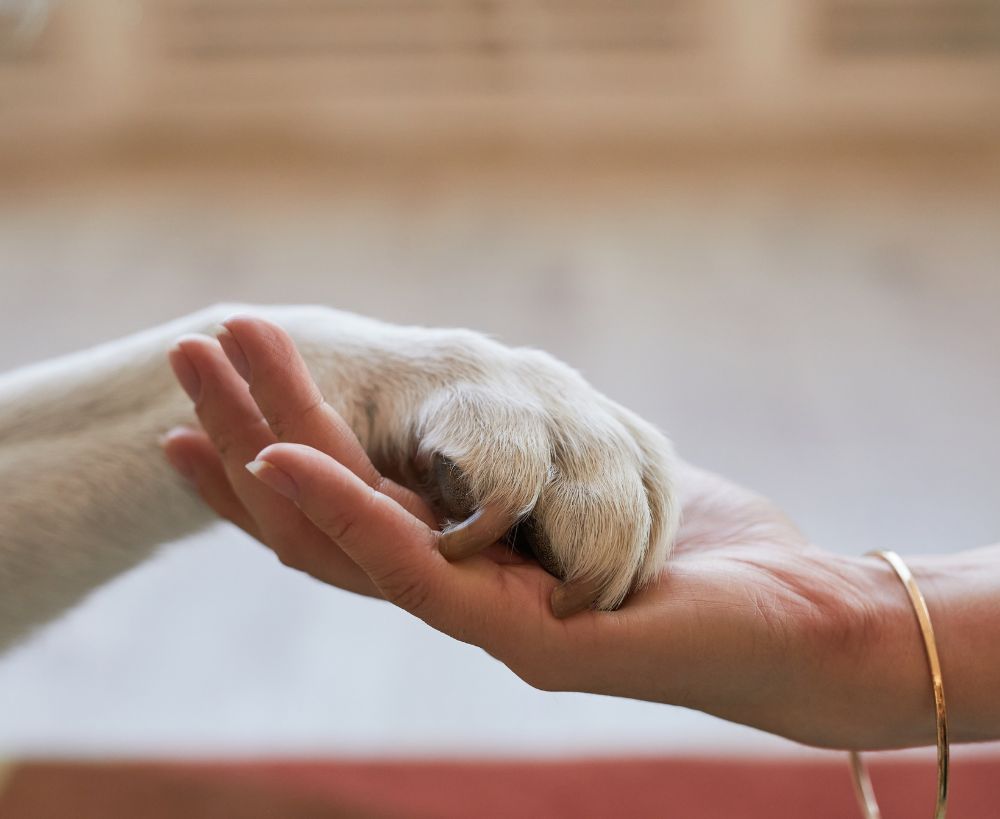 A dog's paw rests gently on an open hand, symbolizing trust and companionship A dog's paw rests gently on an open hand, symbolizing trust and companionship