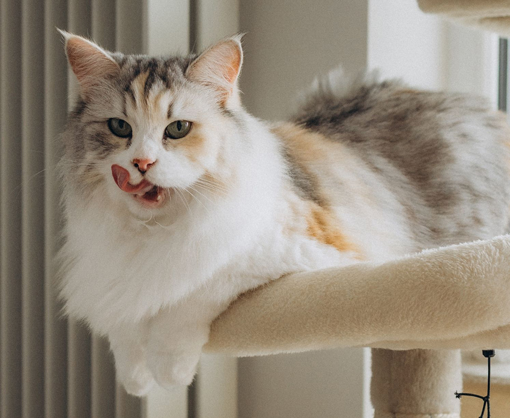 cat-boarding - 1 Fluffy calico cat lying on a beige cat tree near a window, licking its nose.