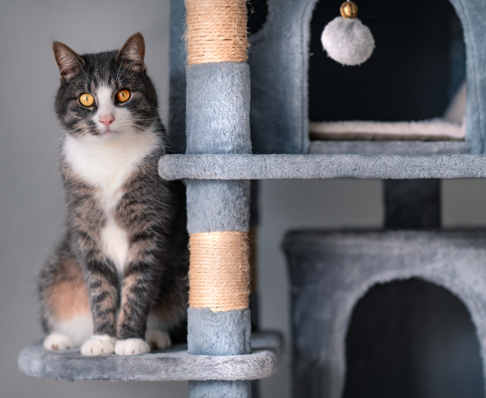 A gray and white cat with striking orange eyes sits calmly on a blue cat tree.
