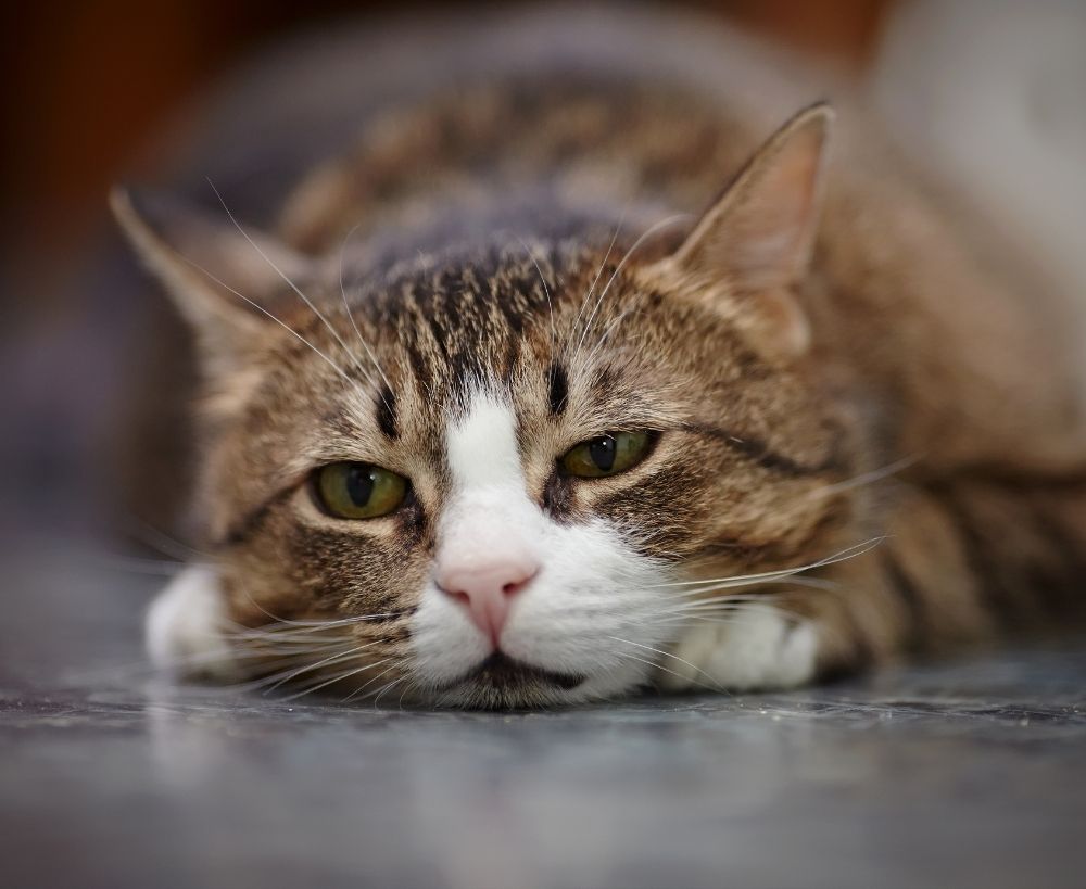 cat-pain A tabby cat with green eyes lies on a gray surface, head resting on its paws.