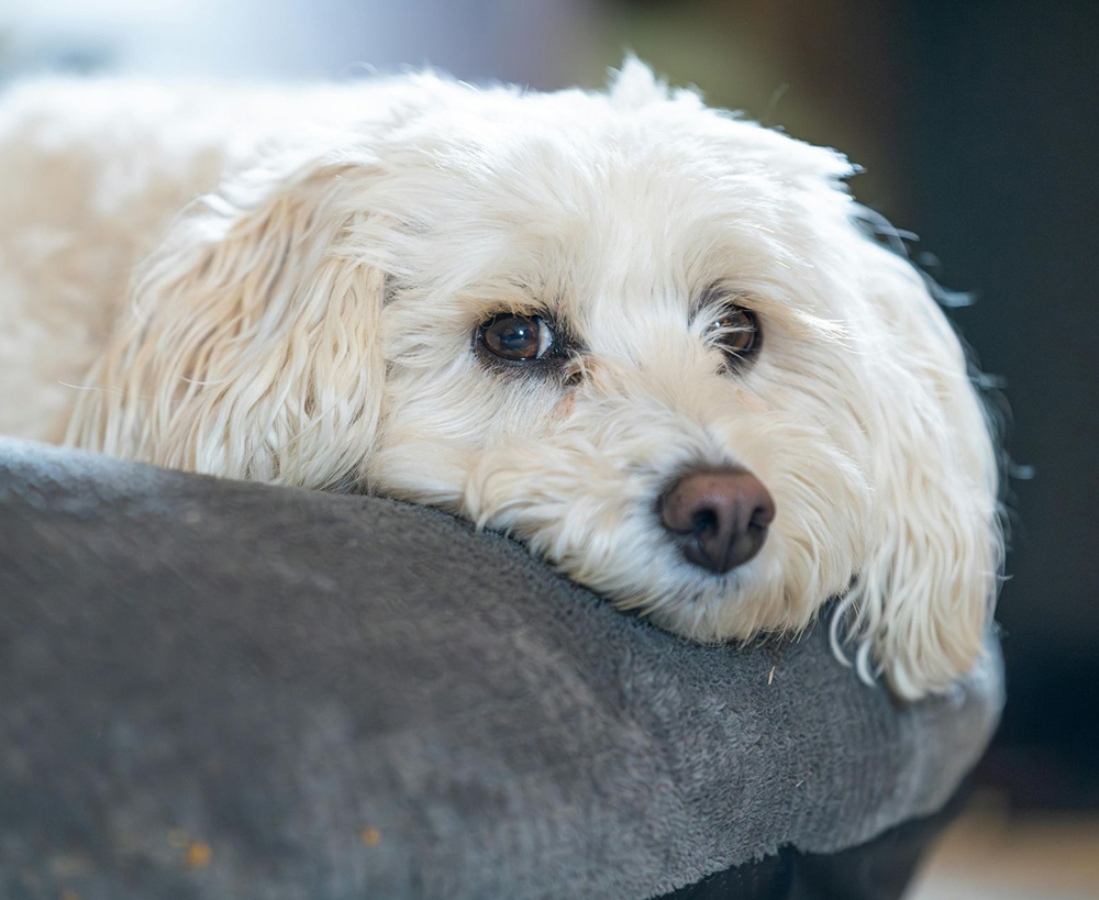 Fluffy white dog with soft curls rests its head on a gray pet bed