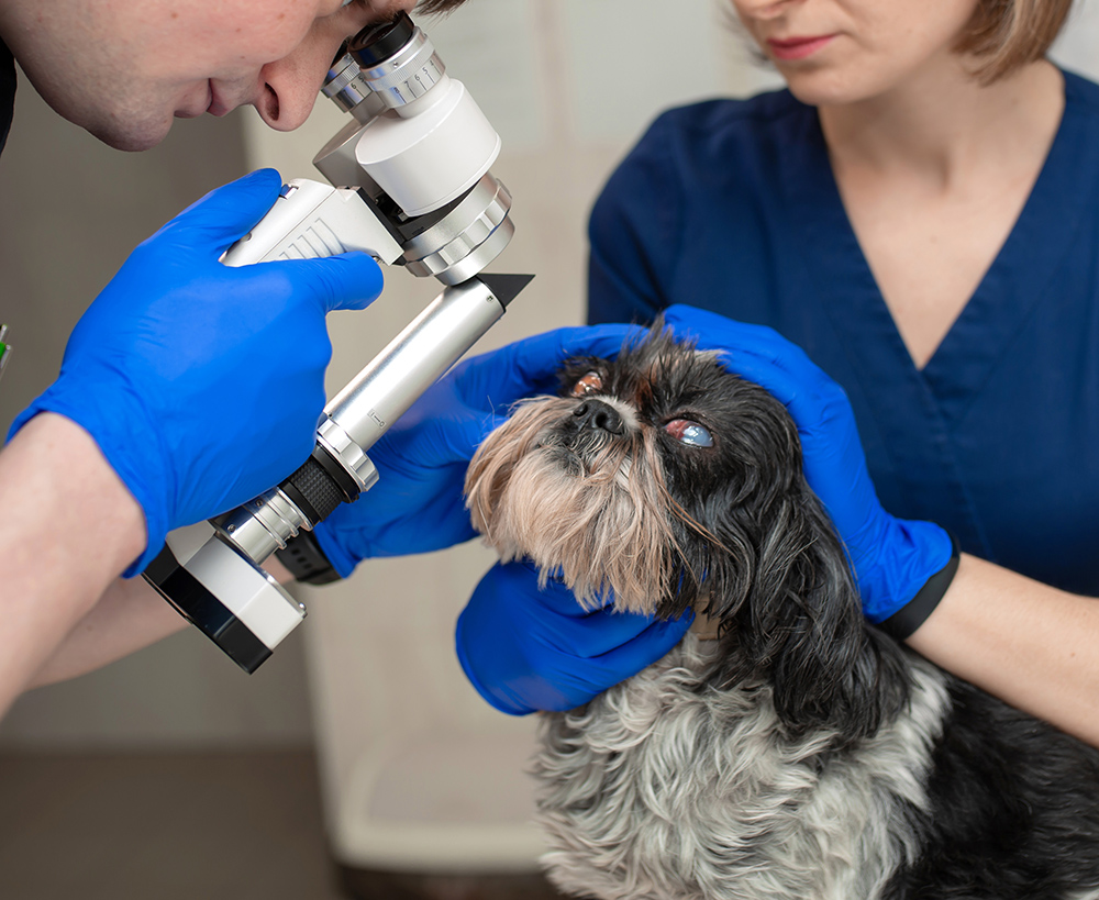 A veterinary ophthalmologist makes a medical procedure, examines dog getting eye exam