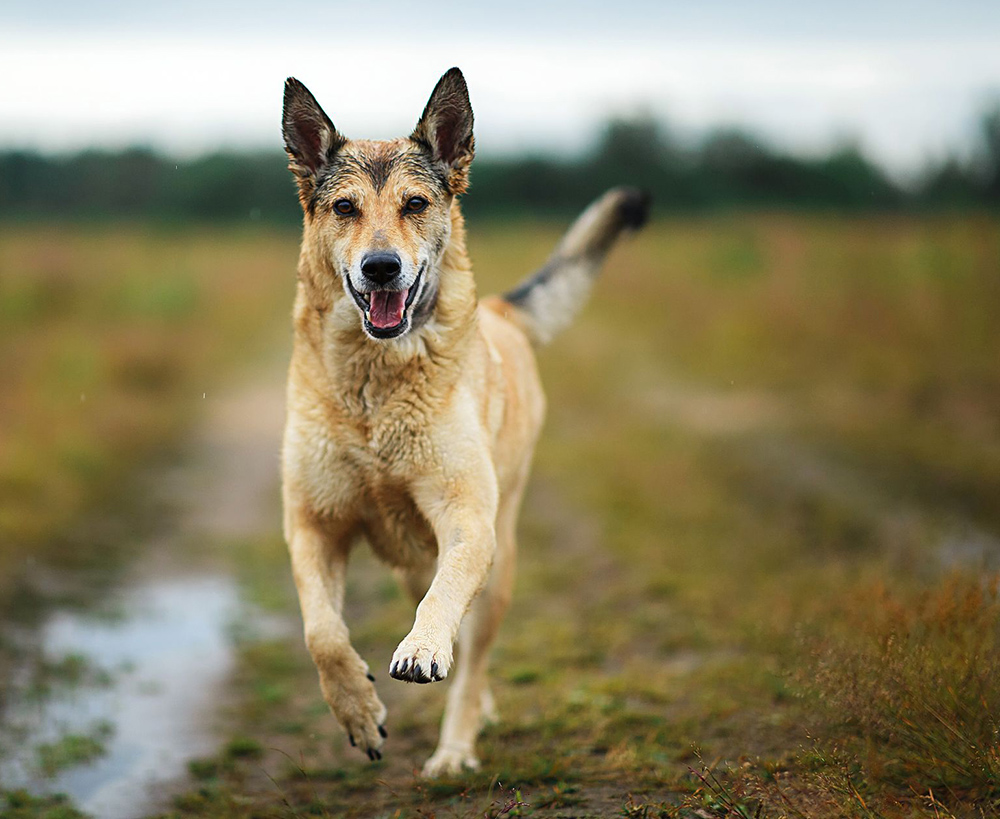 dog-hip-running - 1 A happy, tan dog runs along a muddy path in a grassy field