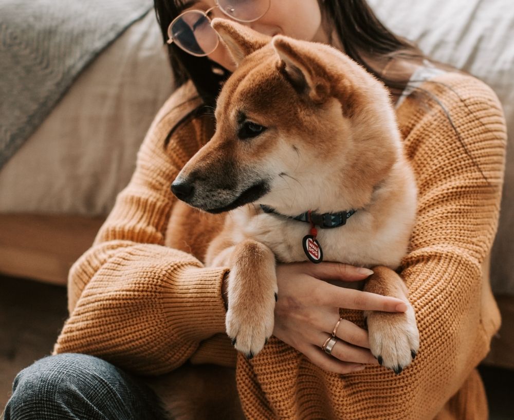 holding-dog A person in a cozy brown sweater cuddles a Shiba Inu dog indoors, conveying warmth and affection.