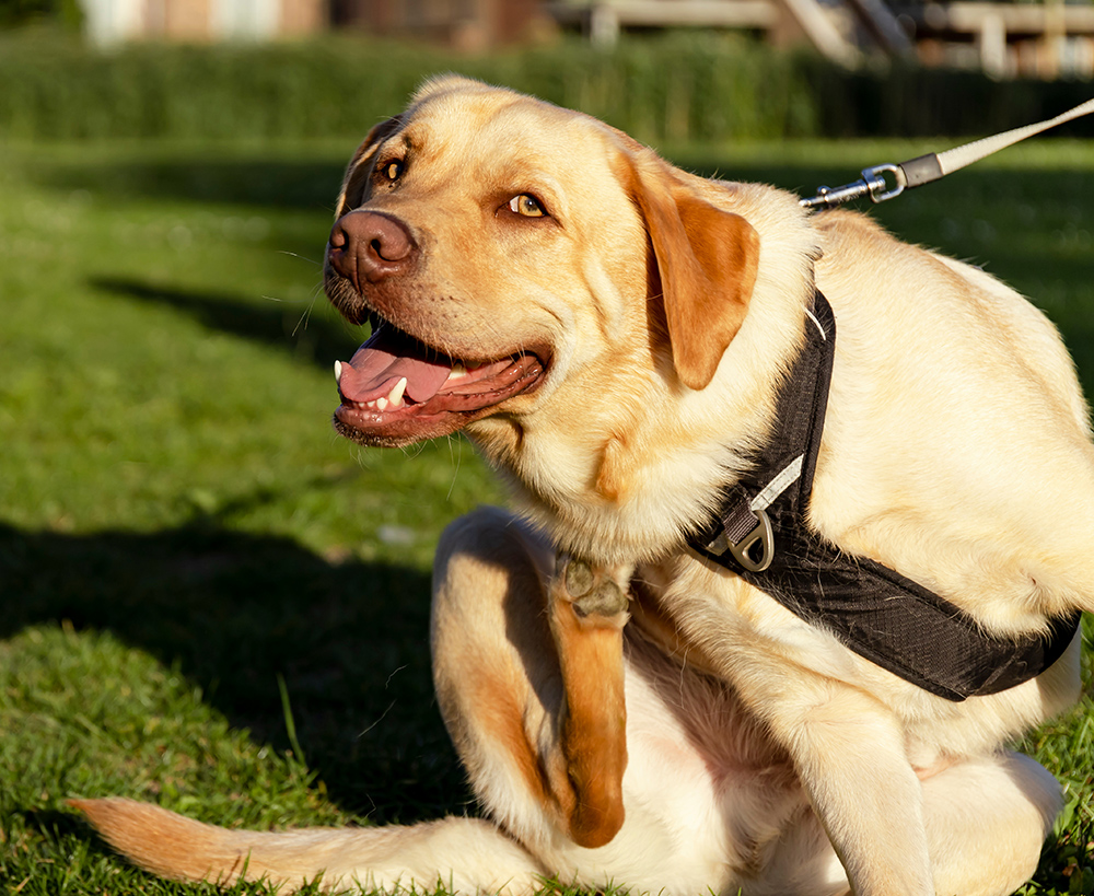 Yellow Dudly Labrador retriever on a leash scratching A Labrador in a black harness sits on green grass, scratching its neck with one leg.