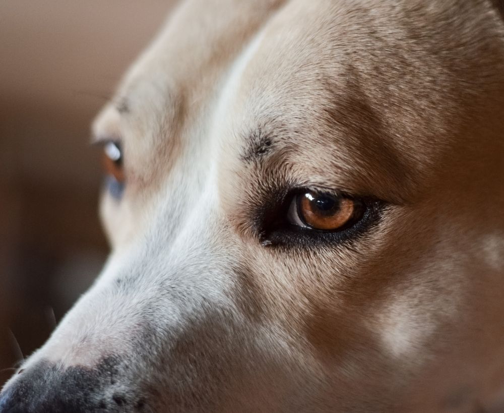 Close-up of a dog's face from the side, focusing on its alert brown eyes.
