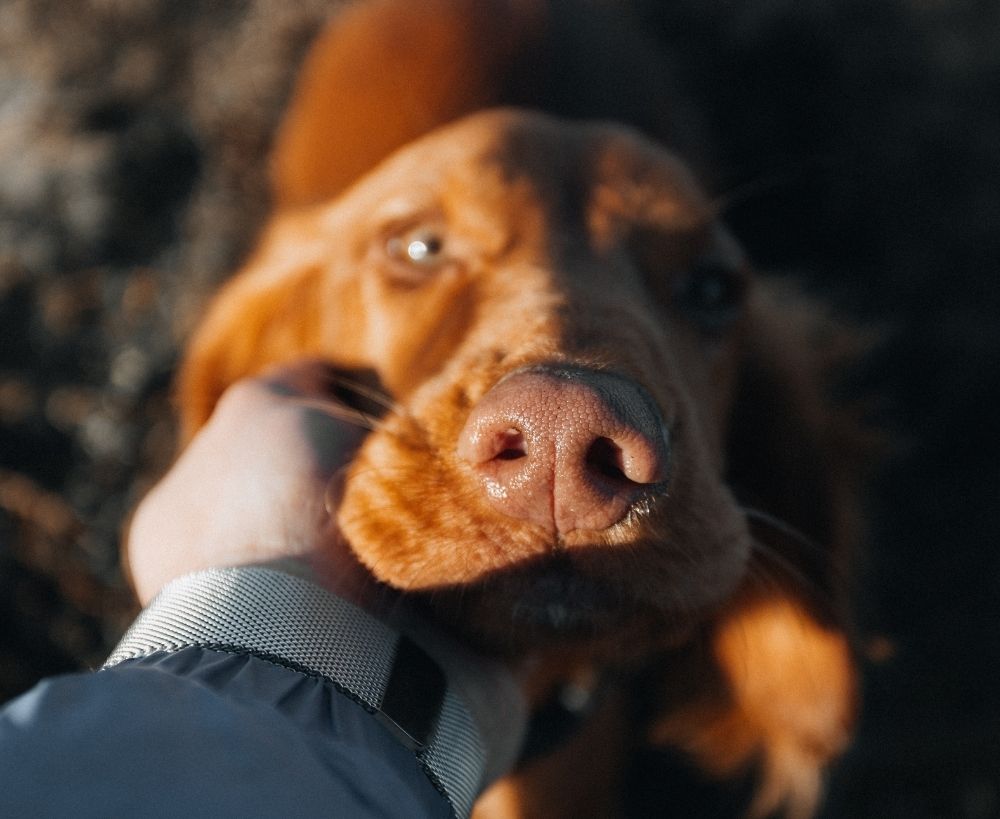 pet-memorial-options (1) Close-up of a reddish-brown dog being gently held by a person