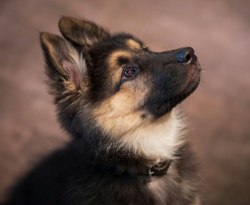 puppy-curious A fluffy German Shepherd puppy with a black and tan coat gazes upward with bright eyes
