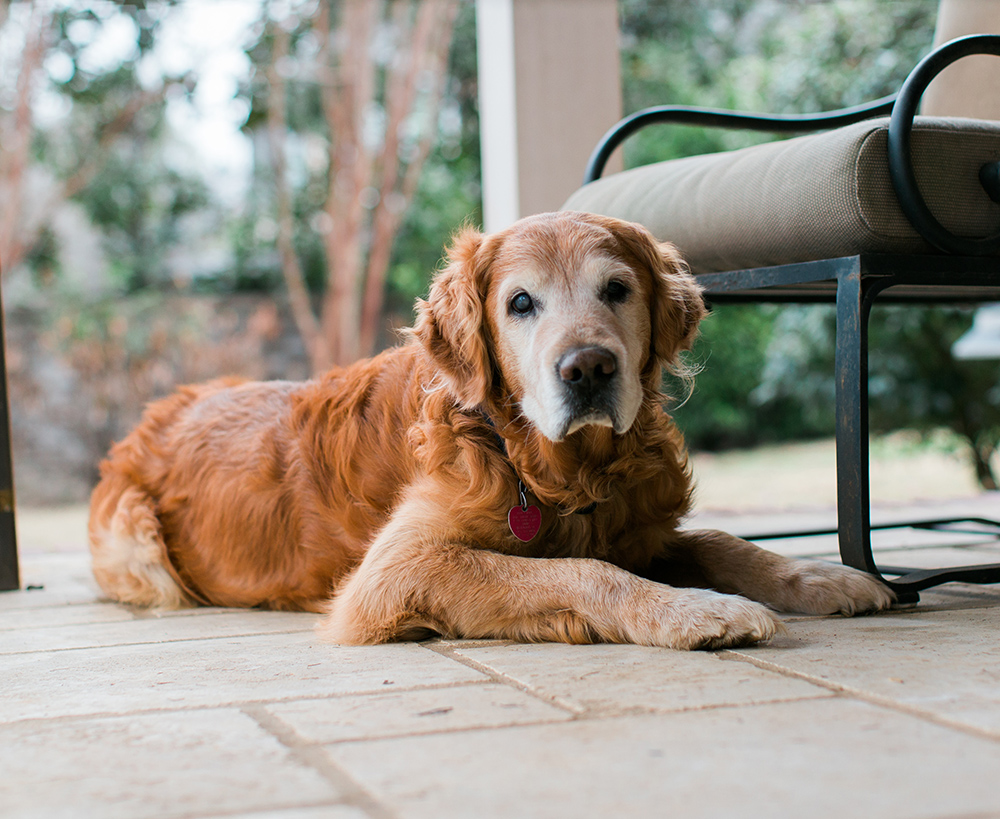 Golden Retriever Dog Golden Retriever lying on a patio beside a chair, looking calmly at the camera
