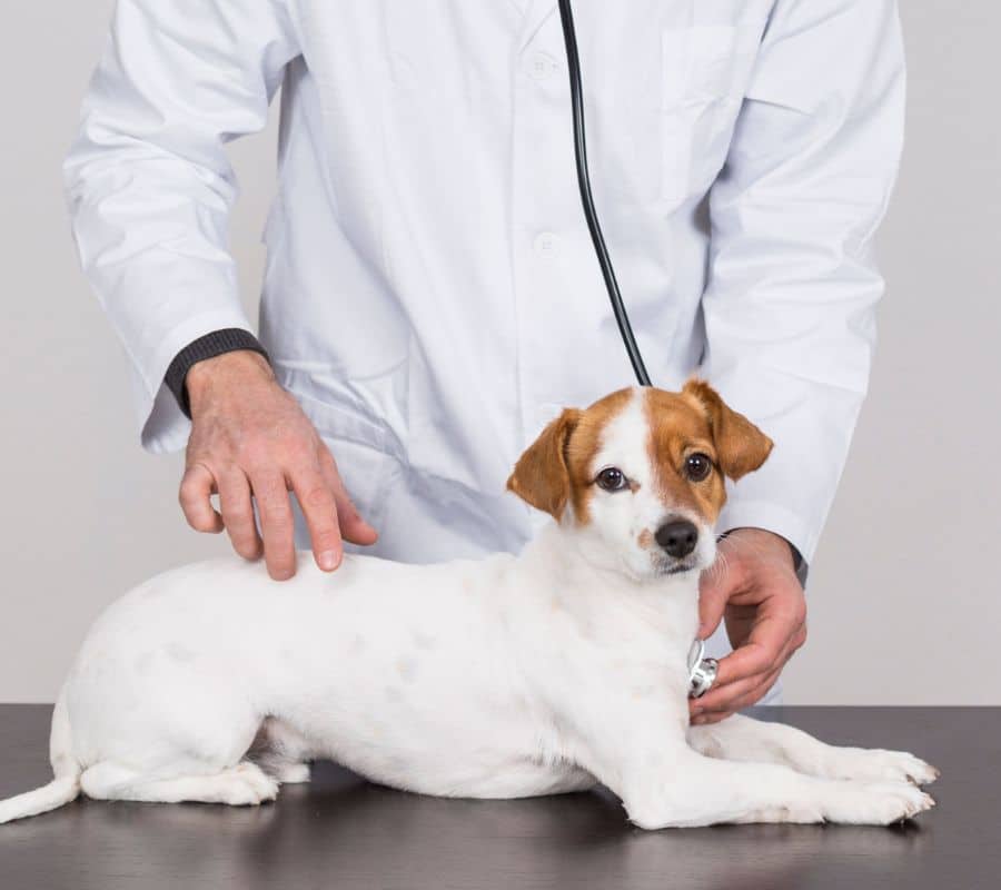 vet examining a dog with a stethoscope
